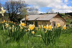 Wetherstons,Lawrence,South Otago,daffodils