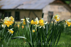 Wetherstons,Lawrence,South Otago,daffodils